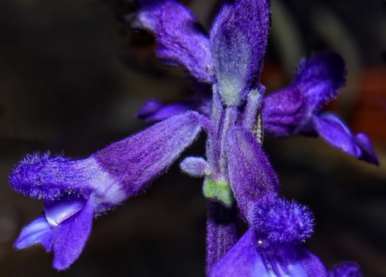 Foto 5/Excursin al vivero-Hoy