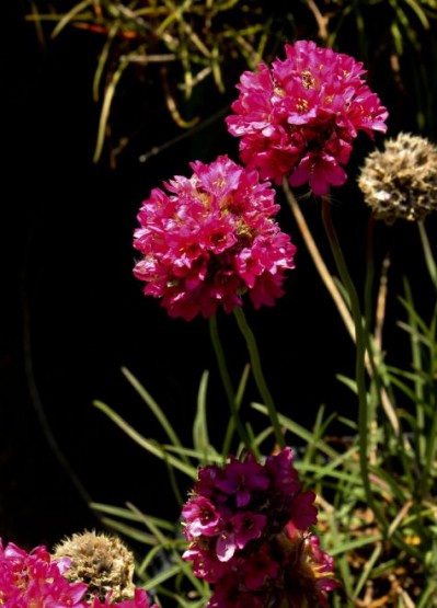 Foto 2/Excursin al vivero-varias