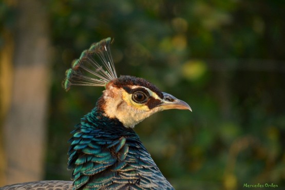 Foto 2/Plumas y Plumosos