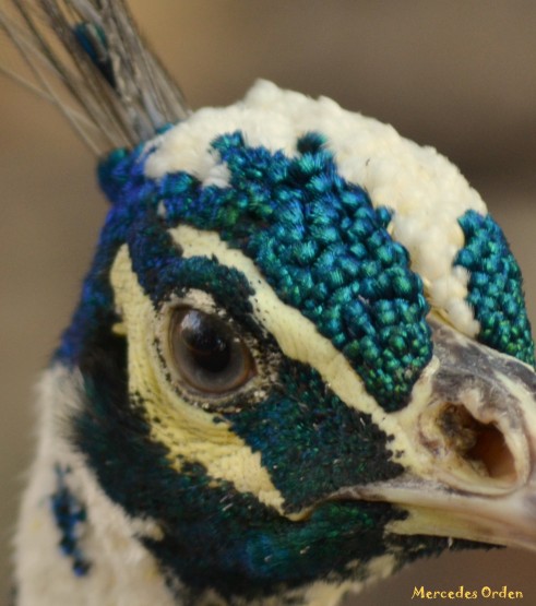 Foto 4/Plumas y Plumosos