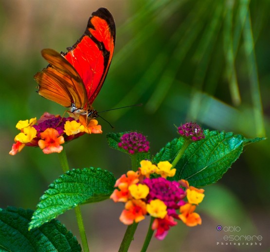 Foto 1/Susurros de flores