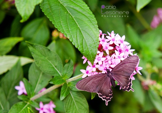 Foto 4/Susurros de flores