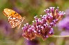 Susurros de flores