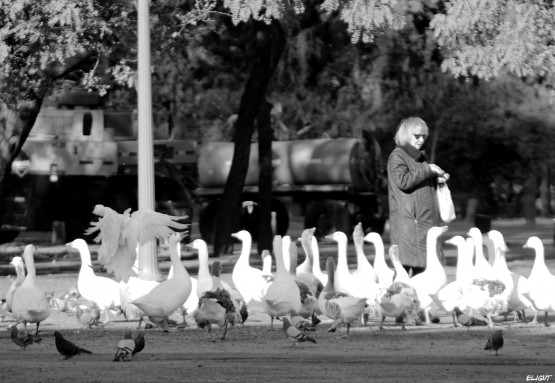 Foto 4/`Amiga de los patos`