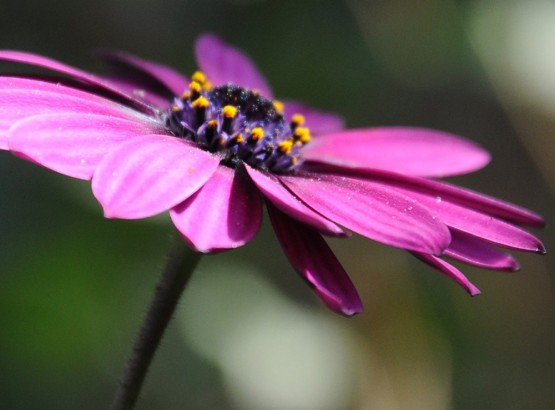 Foto 4/sinfona en violeta