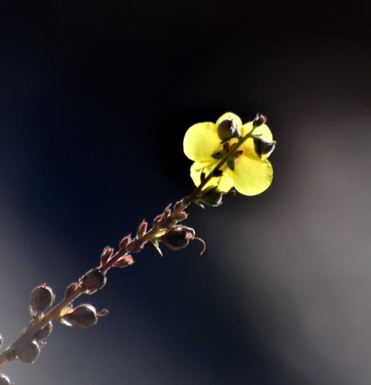 Foto 1/Detalles del campo