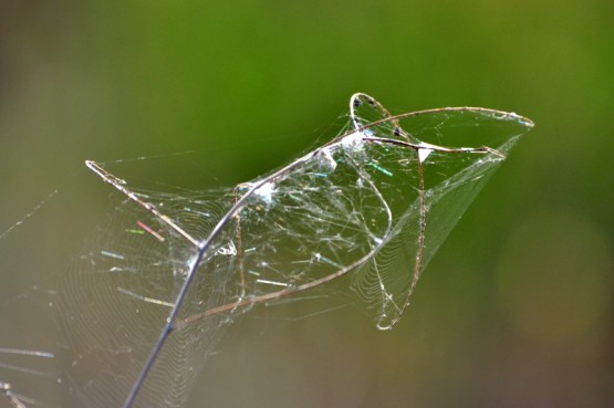 Foto 3/Detalles del campo