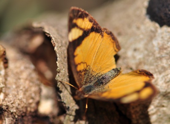 Foto 4/Detalles del campo