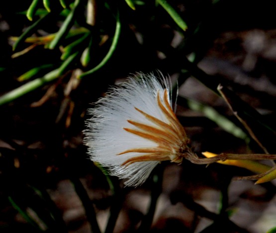 Foto 5/Detalles del campo