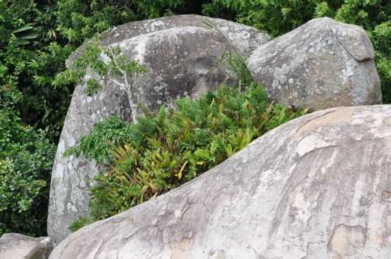 Foto 1/Larangeiras (Sta. Catarina-Brasil)