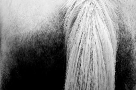 Foto 1/Horse