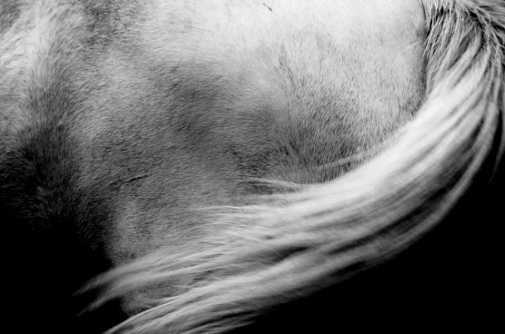 Foto 4/Horse