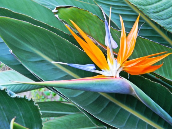 Foto 2/flores de mi jardin...