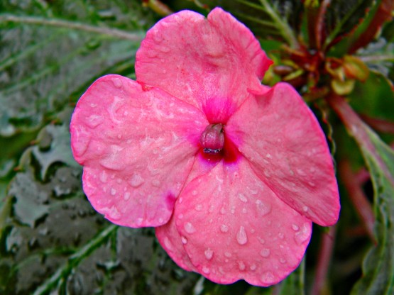 Foto 4/flores de mi jardin...