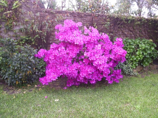 Foto 5/flores de mi jardin...