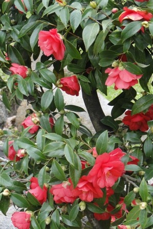 Foto 2/maravillosas camelias