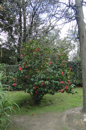 Foto 3/maravillosas camelias