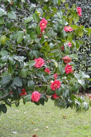 Foto 4/maravillosas camelias