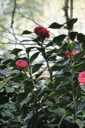 Foto 2/dia gris en el jardin japones