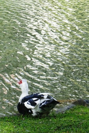 Foto 5/dia gris en el jardin japones