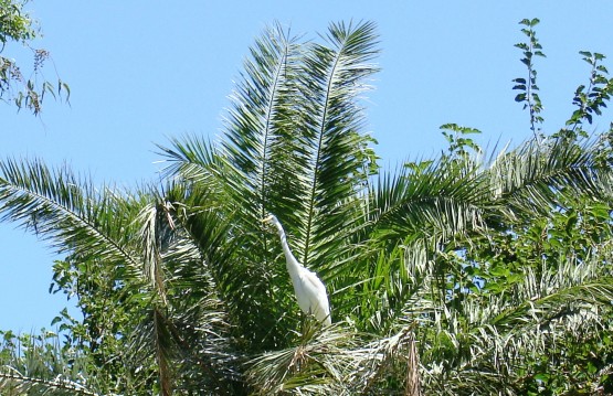 Foto 1/lagos de palermo