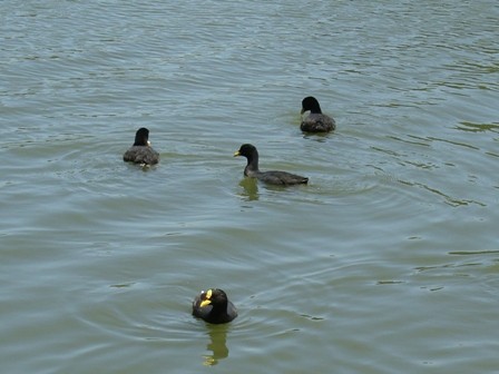 Foto 4/lagos de palermo