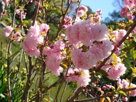 Foto 1/durazneros en flor