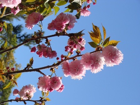 Foto 3/durazneros en flor