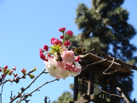 Foto 4/durazneros en flor