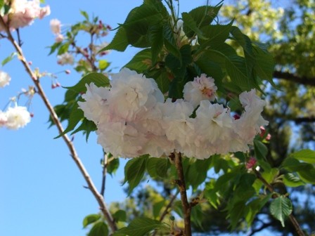 Foto 5/durazneros en flor