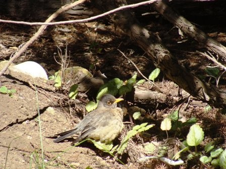 Foto 1/pajaro