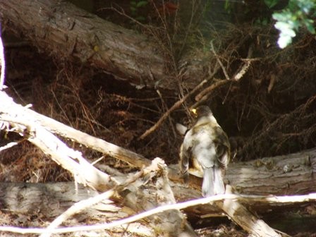 Foto 2/pajaro