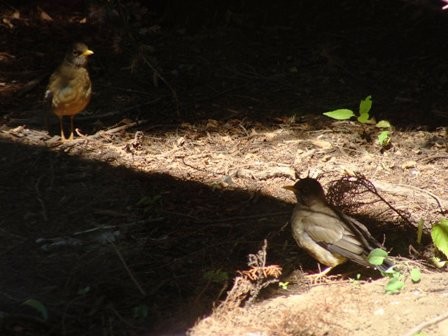 Foto 3/pajaro