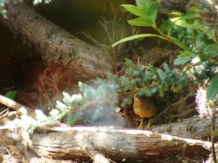 Foto 4/pajaro