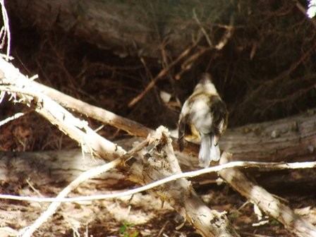 Foto 5/pajaro