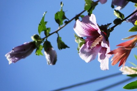 Foto 3/flor en sus distintos estadios