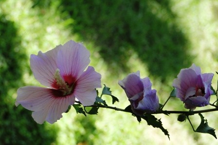 Foto 4/flor en sus distintos estadios