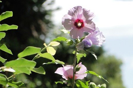 Foto 5/flor en sus distintos estadios