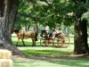 casamiento campestre