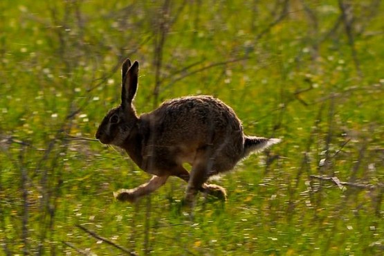 Foto 1/En un Dia de Campo .... Corriendo La Liebre