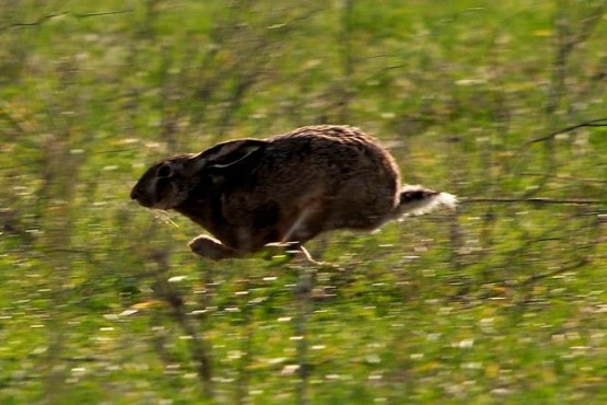 Foto 5/En un Dia de Campo .... Corriendo La Liebre