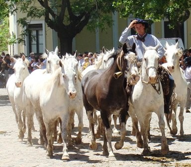 Foto 1/dia de la tradicion