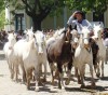 dia de la tradicion