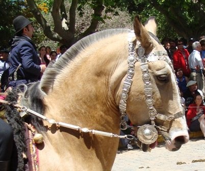 Foto 5/dia de la tradicion