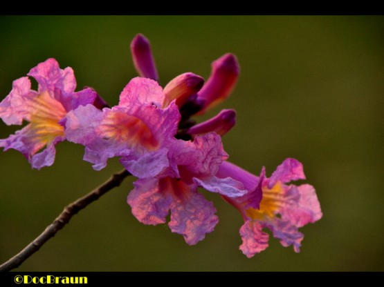 Foto 5/Se est viniendo la primavera