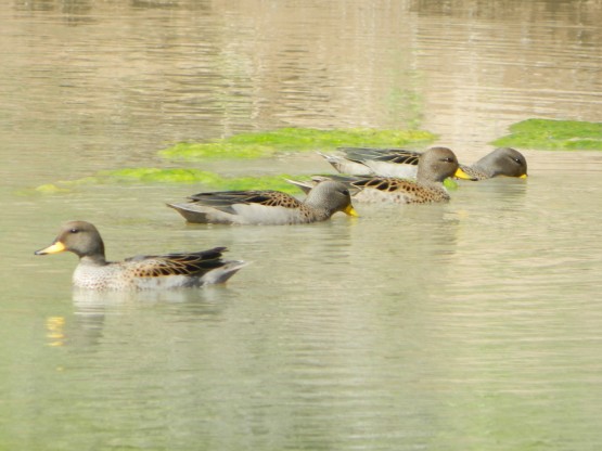 Foto 1/patos barcinos