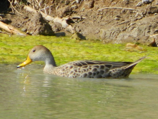 Foto 3/patos barcinos