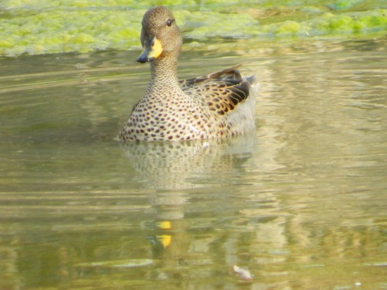 Foto 4/patos barcinos