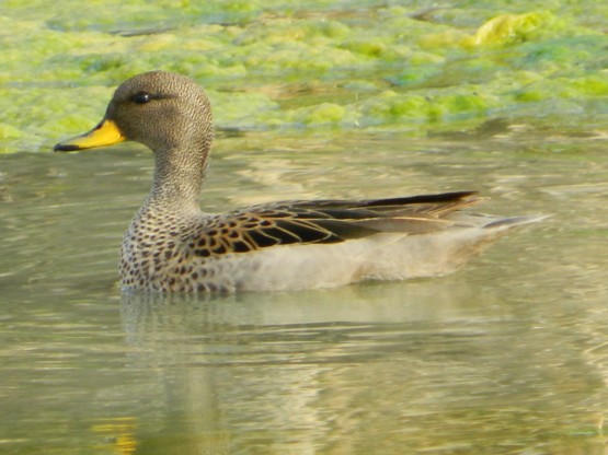 Foto 5/patos barcinos