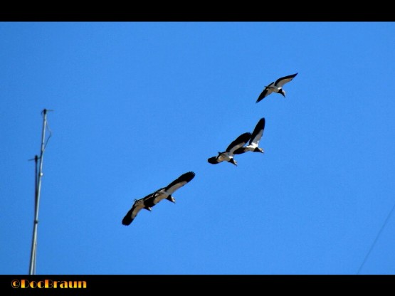 Foto 1/Escuadrilla de vuelo acrobtico `Los Teros`